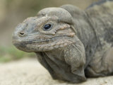 Rhinoceros Iguana from the Sedgwick County Zoo  Kansas
