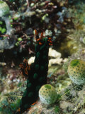 Nudibanch Sea Slug Black with Green Dot  Solomon Islands