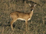 Profile of an Oribi with Ears and Eyes Alert at Sunset