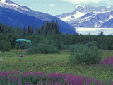 Paraglider Landing in a Field near the Mendenhall Glacier  Alaska