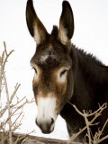 Portrait of a Mule in Fresh Snow