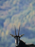 Male Sable Antelope at San Diego Zoo  California