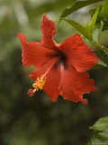 Red Hibiscus Flower  Hawaii