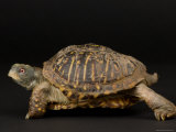 Ornate Box Turtles at the Sunset Zoo