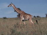 Masai Giraffe Strolling the Grasslands of Kenya
