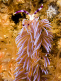 Nudibranch in Family Facelinidae  Malapascua Island  Philippines