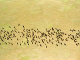 Large Herd of Buffalo Roam the Serengeti Plains  Tanzania