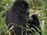 Mountain Gorilla Suckles Her Infant in a Tropical Rainforest
