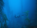 Mating Bat Rays Swimming through Kelp Forest  California