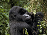 Male Silverback Mountain Gorilla Feeding in a Tropical Rainforest