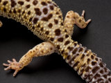 Leopard Gecko from the Lincoln Children's Zoo  Nebraska