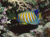 Regal Angelfish in Coral Reef  Pygoplites Diacanthus  Lau islands  Fiji