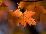 Maple Leaves in the Fall in Middlebury  Vt