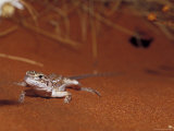 Military Sand Dragon Sun Basking on a Red Desert Sand Dune  Alice Spring Desert Park  Australia
