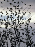 Migrating Common Starling Flock at Sunset Take Flight  Australia