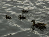 Mallard Duck Hen with Ducklings in the Water  Mystic  Connecticut