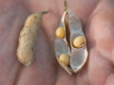 Man Holds Soybean Seeds in his Hands