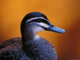 Pacific Black Duck Portrait against a Background of an Orange Sunset  Australia