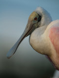 Roseate Spoonbill at the Sedgwick County Zoo