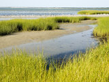 Salt Marsh Habitat with Flock of Birds Taking Off  Cape Cod  Massachusetts