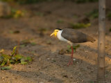 Masked Lapwing at the Sedgwick County Zoo