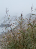 Looking Through Sea Grass to a Rocky Beach in the Fog  Block Island  Rhode Island