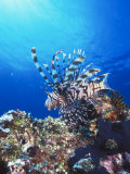 Lion Fish  Scorpionfish in Blue Water over Reef  Pterois Volitans  Solomon Islands