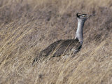 Kori Bustard Wades Through the Tall  Dry Grassland Savannah  Serengetti  Tanzania