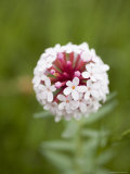 Pink and White Flower against Backfround of Green Foliage  Qinghai  China