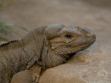 Rhinoceros Iguana at the Sedgwick County Zoo