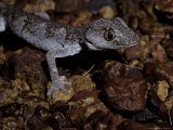 Nocturnal Northern Spiny Tailed Gecko Moving over Gibber Rocks  Australia