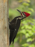 Pileatd Woodpecker Scales a Pine Tree Trunk