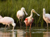 Roseate Spoonbills Forage Along the Edges of a Mangrove Island  Tampa Bay  Florida