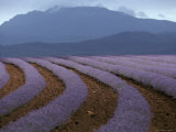 Rows of Lavender Flowers Await Harvest from Tasmania's Rich Soils  Australia