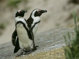 Pair of Jackass Penguins
