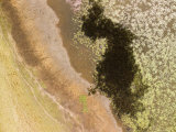 Large Wetland with Pond Weed Cover and Many Ducks and Geese  Mozambique