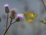 Orange Sulpher Butterfly Sips Nectar from a Thistle