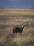 Lone Cheetah Surveys the Vast Grasslands of the Serengetti for Prey  Tanzania