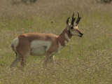 Pronghorn Antelope Buck on the Range  Arizona