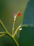 Rain Drops on New Leaf Shoots of a Mountain Swamp Gum Tree  Yellingbo Nature Reserve  Australia