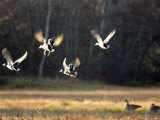 Male Mallards in Flight  Massachusetts
