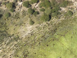 Large Herd of Cattle Traverse This Well Worn Land on the Niger River  Mali