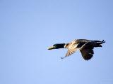 Male Mallard in Flight  Massachusetts