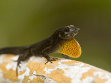 Male Brown Anole Displaying on a Mangrove Root  Belize
