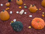 Pumpkin and Squash Display at Husker Harvest Days