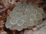 Mass of Slug Eggs under a Log