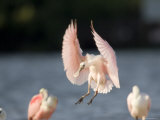 Roseate Spoonbill Comes in for a Landing  Tampa Bay  Florida