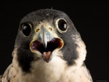 Portrait of a Peregrine Falcon  Lincoln  Nebraska