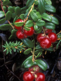 Low-Bush Cranberry  Alaska