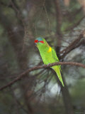 Musk Lorikeet  Glossopsitta Concinna  Australia